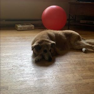 Meet your Posher, Karlos